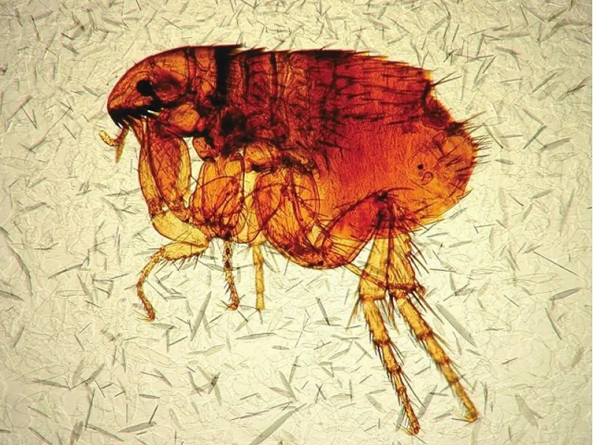 Blecha kočičí — profesionální hubení blech v domácnosti