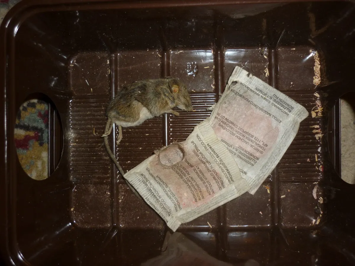 DDD služby pro SVJ a bytová družstva — deratizace společných prostor