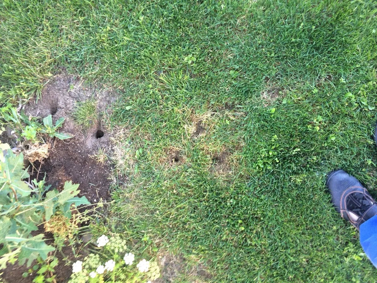 Nory v zahradě — typické znaky přítomnosti krtka