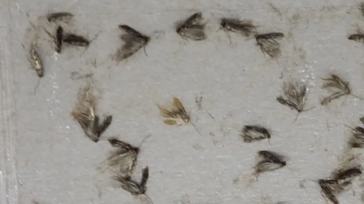 Hubení molů — moli zachycení na feromonovém lapači