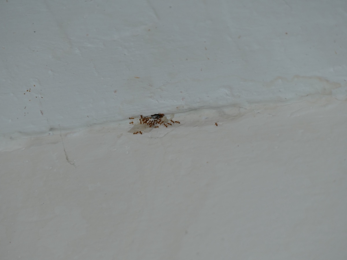 Hubení mravenců — mravenci faraoni ve spárách zdi