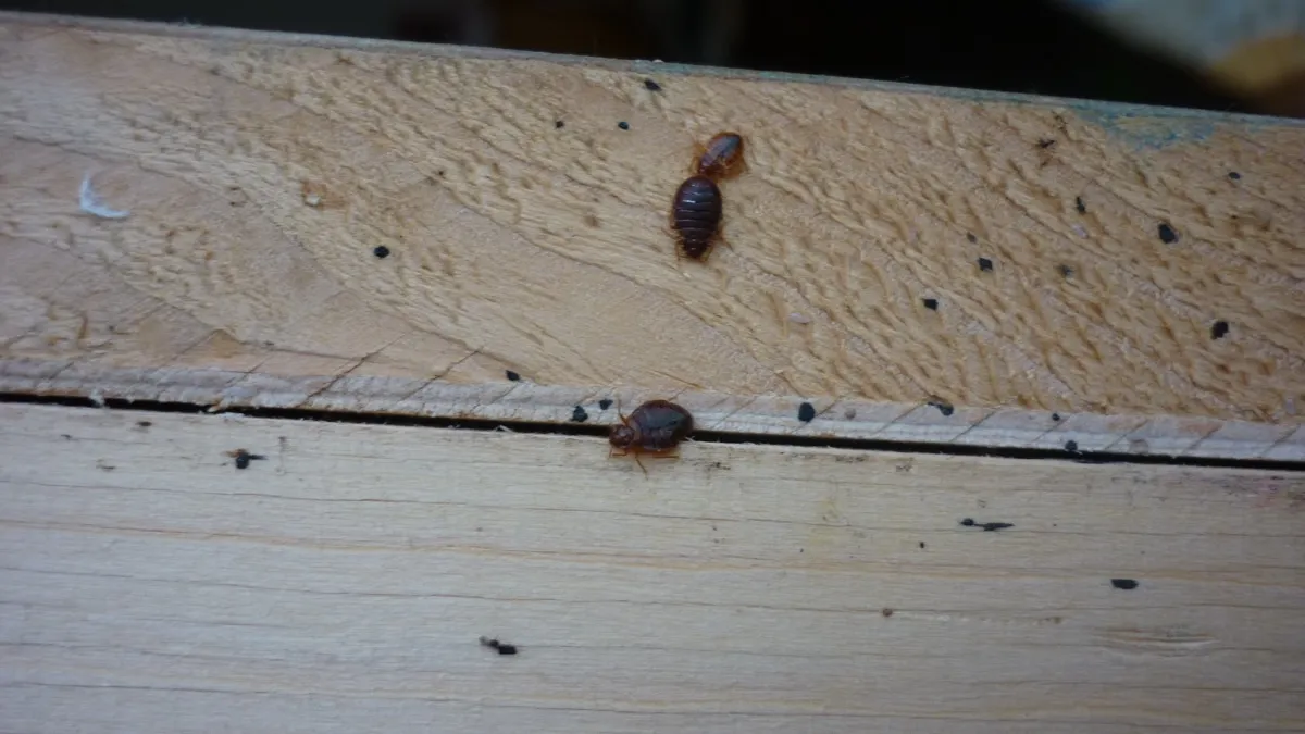 Štěnice domácí na posteli — profesionální hubení štěnic