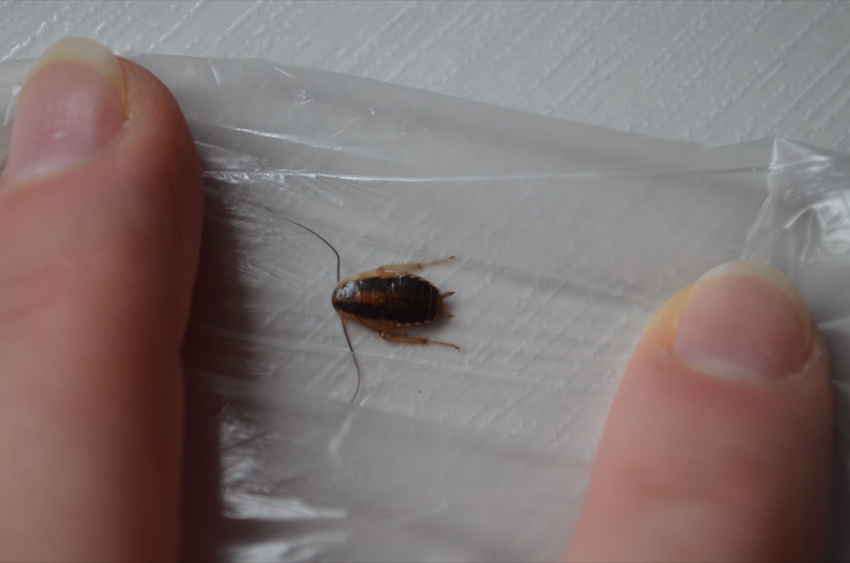 Šváb obecný — profesionální likvidace švábů v bytech