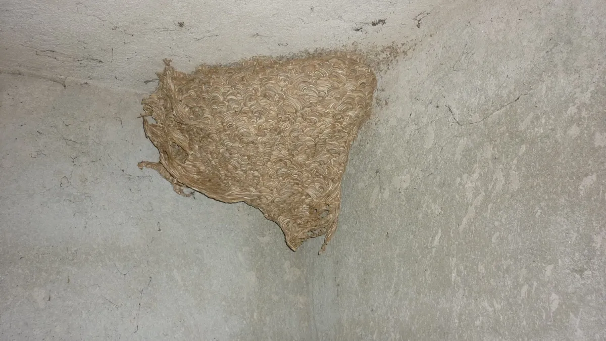 Odstranění vosího hnízda — profesionální zásah